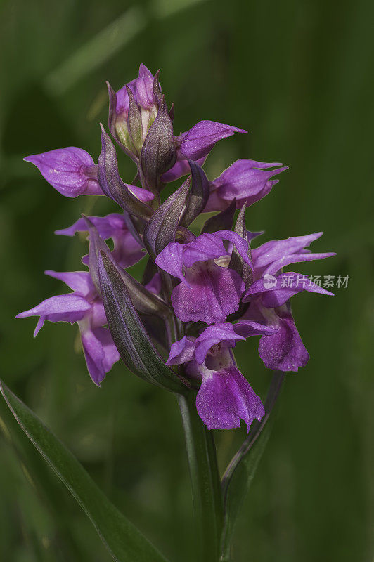 Dactylorhiza aristata，也叫兰花，阿伯克龙比堡州立公园;科迪亚克;阿拉斯加